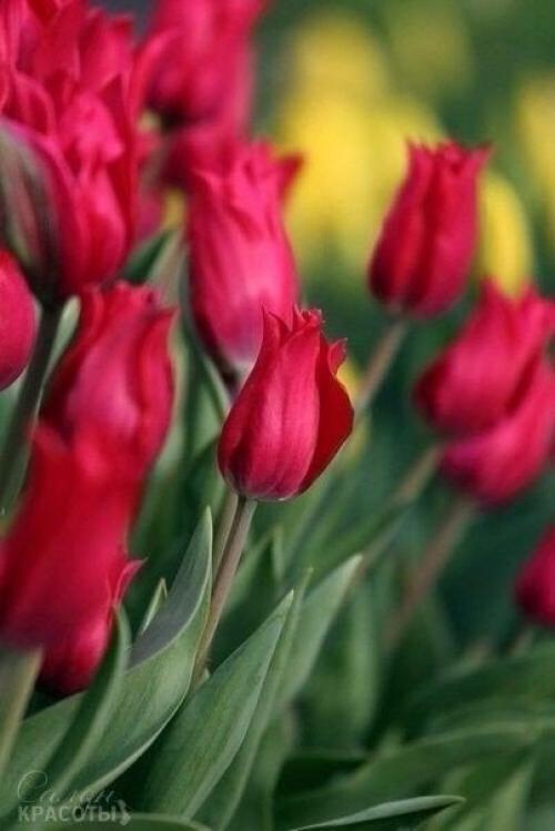 Красивой женщине - изысканный наряд улыбок нежных, счастья и успеха! 03