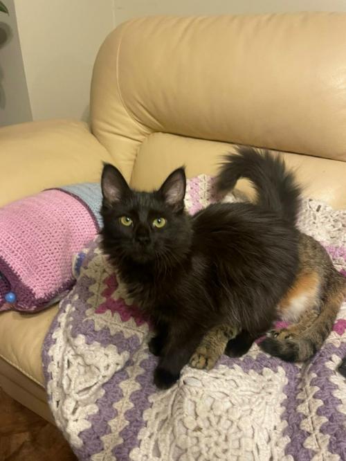 Засиделся в девках. 04