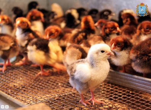 Любовь и … нет, не голуби - куры! 03