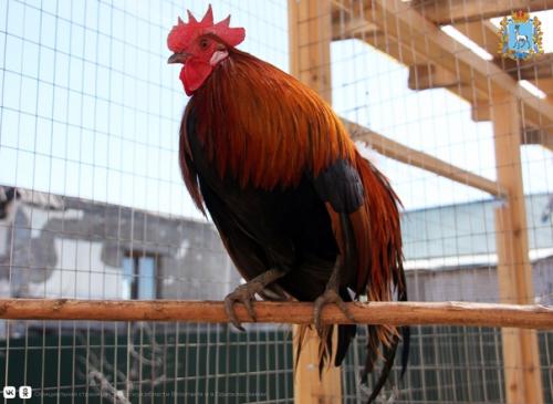 Любовь и … нет, не голуби - куры! 01