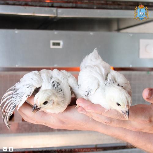 Любовь и … нет, не голуби - куры! 04