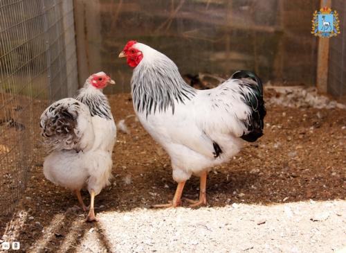 Любовь и … нет, не голуби - куры! 02