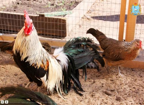 Любовь и … нет, не голуби - куры! 05