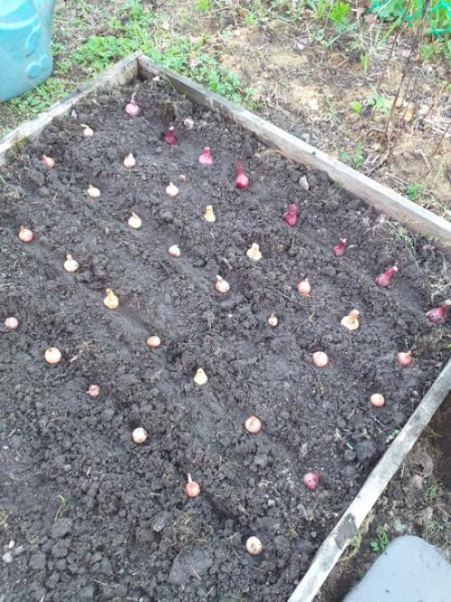 Четыре дня была на даче. 01