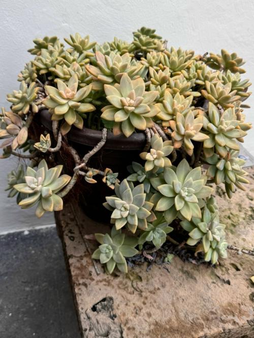 Маме мужа почти 90 лет! 01