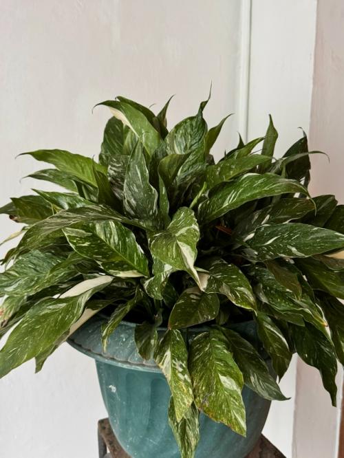 Маме мужа почти 90 лет! 02