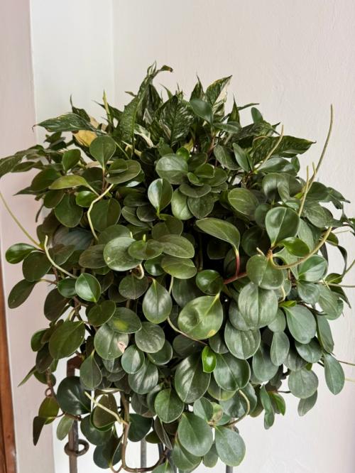 Маме мужа почти 90 лет! 03