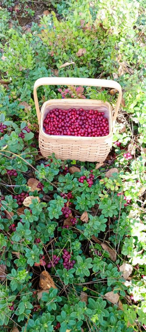 Лето закончилось, бабье лето, похоже, тоже закончилось. 07 Лето закончилось, бабье лето, похоже, тоже закончилось. 07