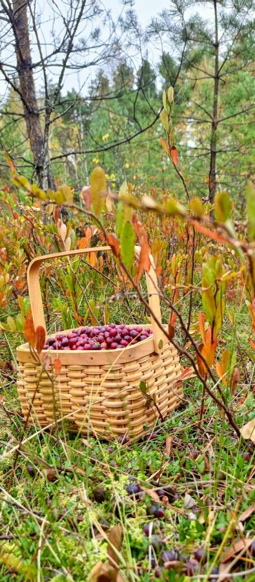 Лето закончилось, бабье лето, похоже, тоже закончилось. 08 Лето закончилось, бабье лето, похоже, тоже закончилось. 08