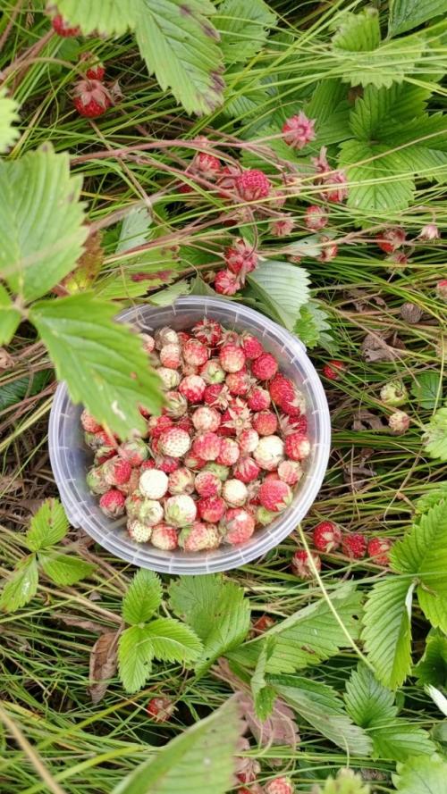 Лето закончилось, бабье лето, похоже, тоже закончилось. 02 Лето закончилось, бабье лето, похоже, тоже закончилось. 02