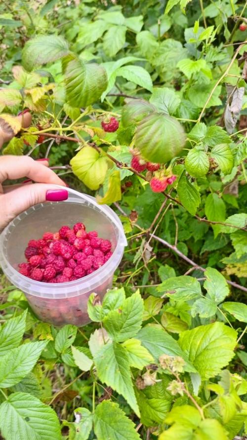 Лето закончилось, бабье лето, похоже, тоже закончилось. 05 Лето закончилось, бабье лето, похоже, тоже закончилось. 05
