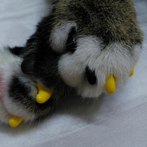 Антицарапки на кошачьи лапки. 01