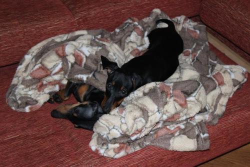 А это наша малышка Энджи весело проводит дни со своим другом таксом блэком. 06