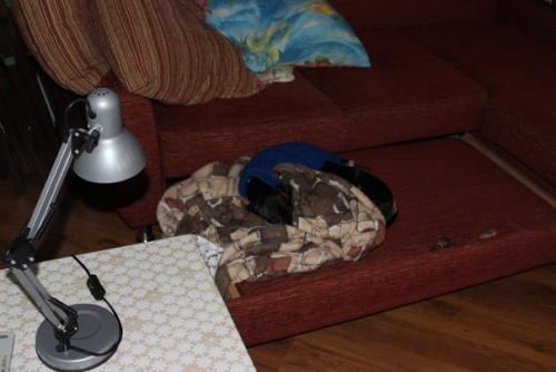 А это наша малышка Энджи весело проводит дни со своим другом таксом блэком. 05