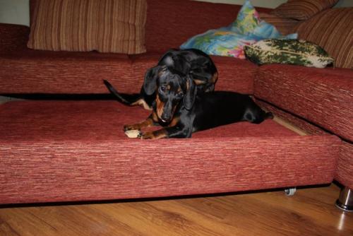 А это наша малышка Энджи весело проводит дни со своим другом таксом блэком. 01