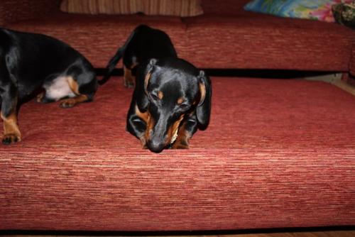 А это наша малышка Энджи весело проводит дни со своим другом таксом блэком. 04