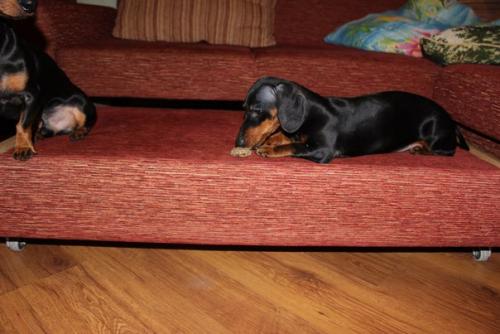 А это наша малышка Энджи весело проводит дни со своим другом таксом блэком. 02