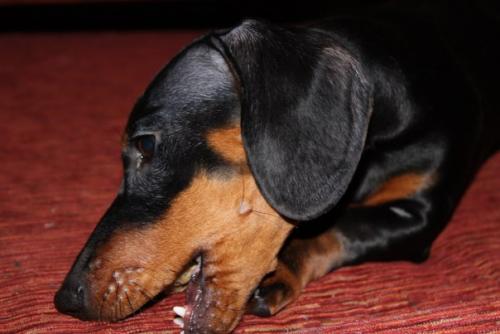 А это наша малышка Энджи весело проводит дни со своим другом таксом блэком. 03