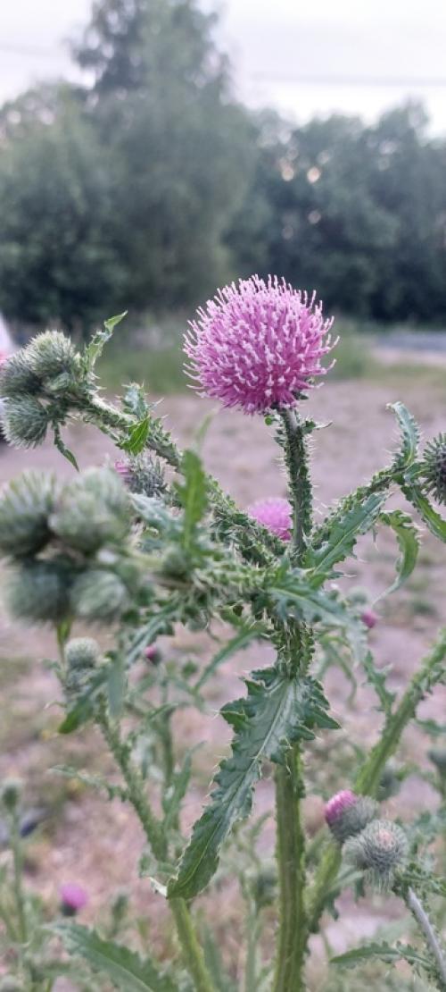 Дорогая любушка!  Мы просто радуемся каждый день красотой, которую вы нам подарили. 07