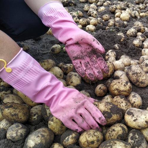 Осень - пора уборки урожая. 01