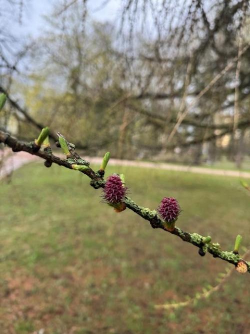 Впервые я увидела лиственницу у нас в парке лет 5 назад. 01