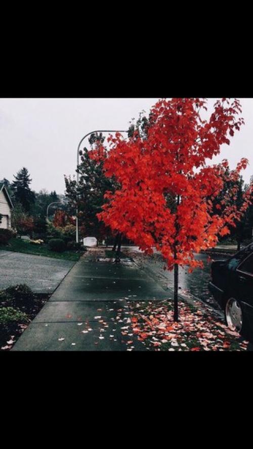 Фотоплан на ноябрь? 1 ноября - сделать фото на лестнице. 03 Фотоплан на ноябрь? 1 ноября - сделать фото на лестнице. 03