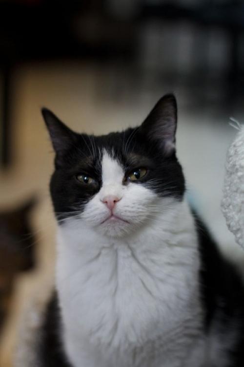 Сладкий пирожочек котокафе Маринетт уверена, что соцсети котокафе созданы нести доброе и красивое. 01