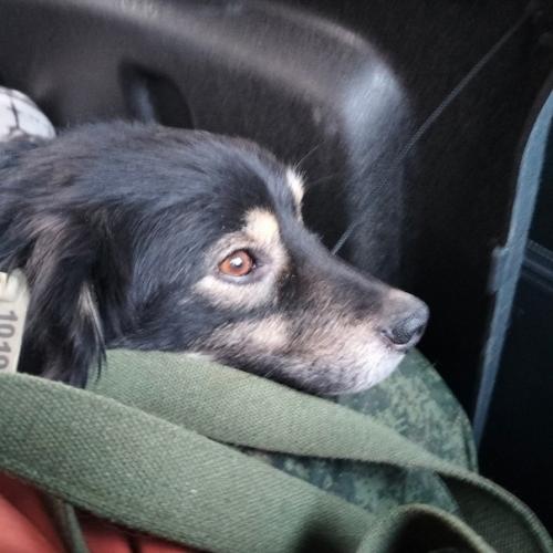 Буч, вторая собака с Бурятии! 02 Буч, вторая собака с Бурятии! 02