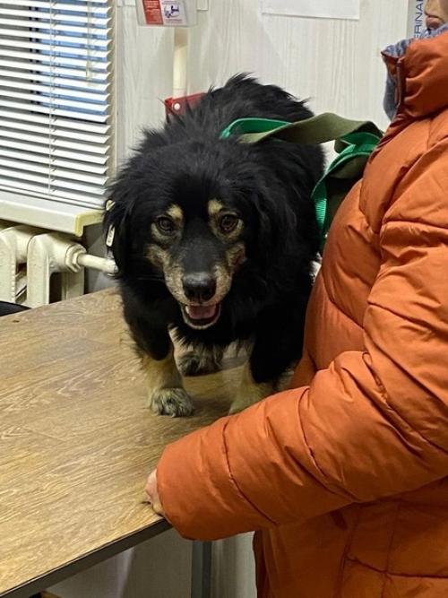 Буч, вторая собака с Бурятии! 03 Буч, вторая собака с Бурятии! 03