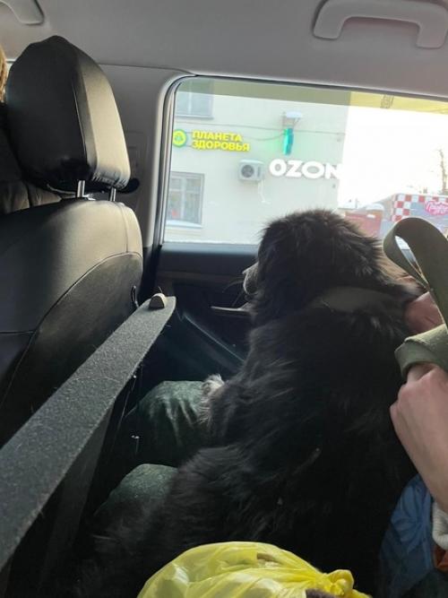 Буч, вторая собака с Бурятии! 01 Буч, вторая собака с Бурятии! 01