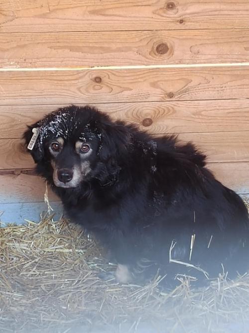 Буч, вторая собака с Бурятии! 04 Буч, вторая собака с Бурятии! 04