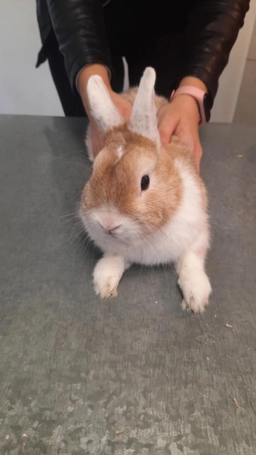 Кролики - это не только ценный мех и вкусное. 01