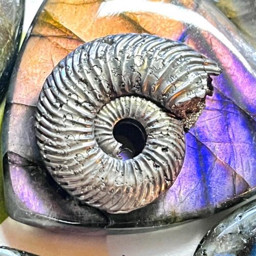 В работу:   Необычные, разноцветные, харизматичные, древние …. 01