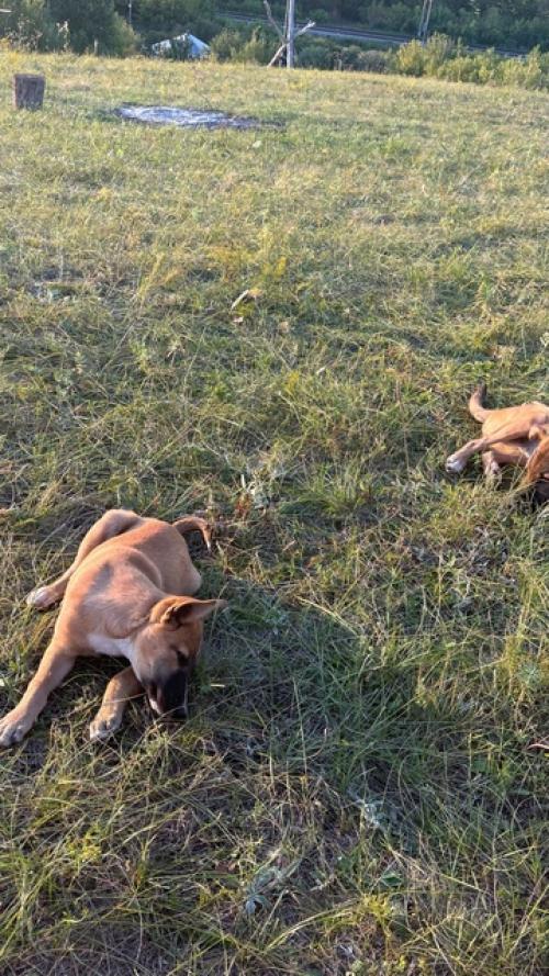 Месяц в деревне. Этот эксперимент как прививка. 02 Месяц в деревне. Этот эксперимент как прививка. 02