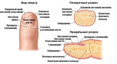 Миф 1. наращивание портит ногти. 01 Миф 1. наращивание портит ногти. 01