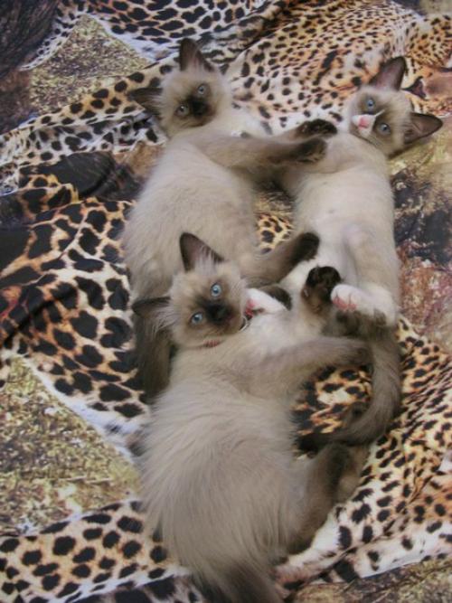 Всем доброго сиамского четверга! 01