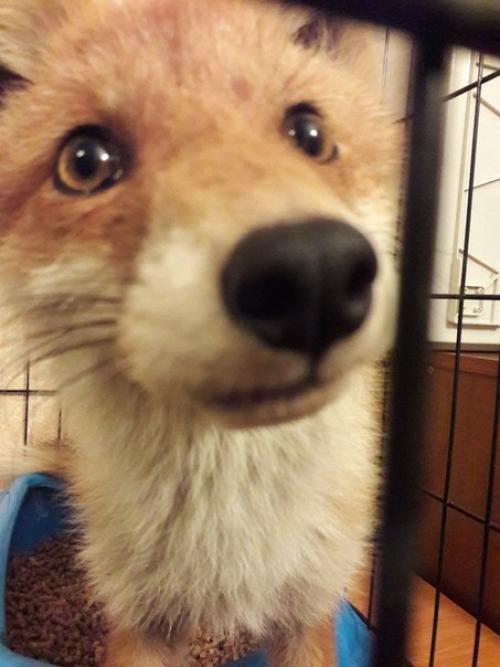 Вечер у Светы. 07 Вечер у Светы. 07