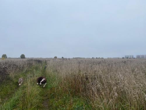 Чудесно прошли выходные! 03