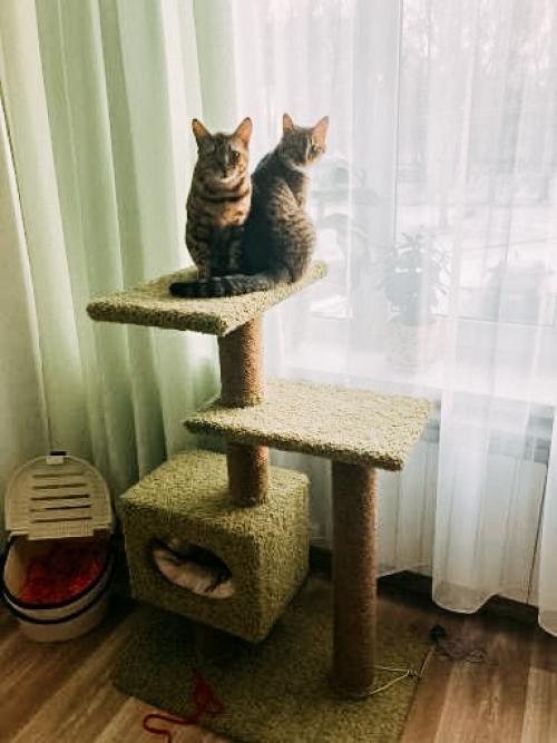 Почему в каждом доме должна быть когтеточка? 01 Почему в каждом доме должна быть когтеточка? 01