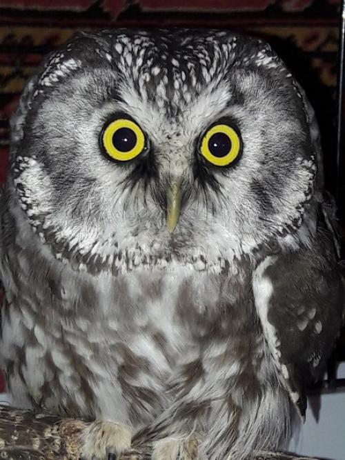 Вечер у Светы. 05 Вечер у Светы. 05