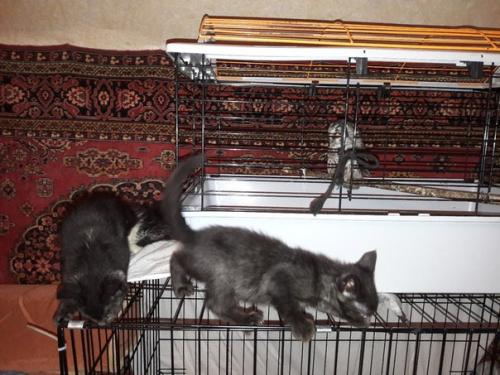 Вечер у Светы. 06 Вечер у Светы. 06