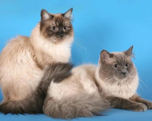 Краткое описание породы: 04