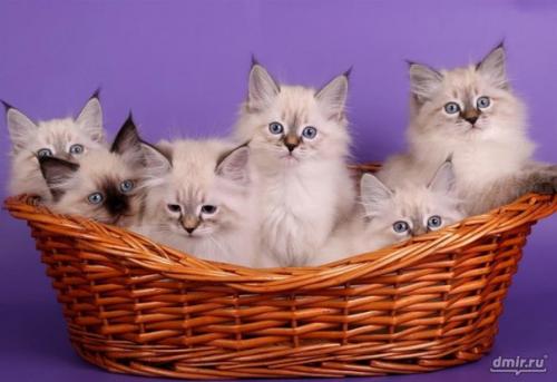 Краткое описание породы: 05