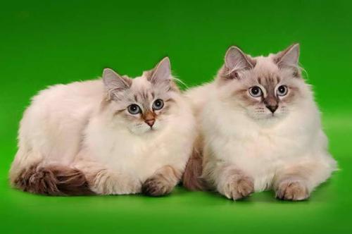 Краткое описание породы: 03