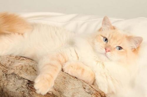 Краткое описание породы: 01