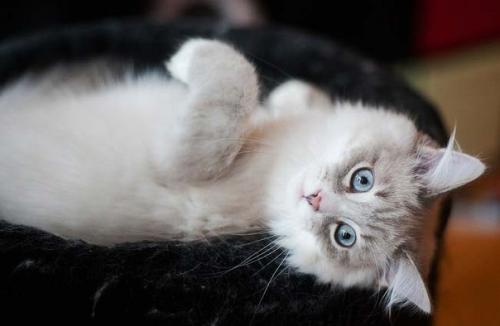 Краткое описание породы: 02