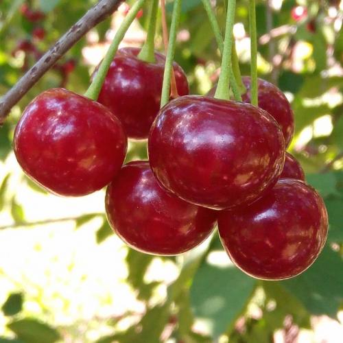 Иногда в июле особенно трудолюбивые люди вишнушками покрываются. 01 Иногда в июле особенно трудолюбивые люди вишнушками покрываются. 01