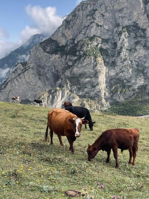 Пишу это, когда до дома остается еще километров 300, а уже как несколько дней хочется к собакам и на свой жесткий матрас. 07