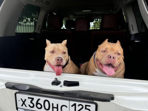 1. купила за 5 к огромную капибару (собрала миллион улыбок девушек и детей, один мужик на всю улицу заорал это что огромная капибара а). 04