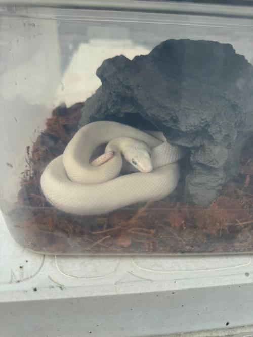 1. купила за 5 к огромную капибару (собрала миллион улыбок девушек и детей, один мужик на всю улицу заорал это что огромная капибара а). 03